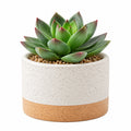 Plante succulente artificielle 18 cm en plastique vert avec pot en céramique décoratif